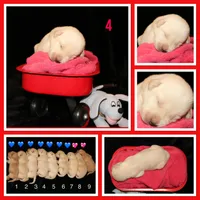 Rhyker, a male Labrador Retriever for sale in Annville, KY – 1 of 3