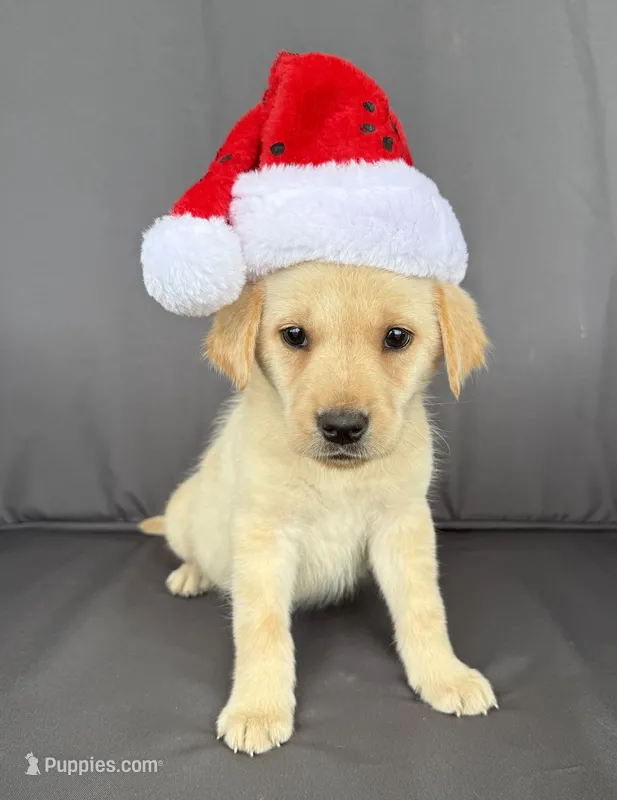 Ruger – Labrador Retriever puppy for sale in Annville, KY
