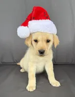 Ruger, a male Labrador Retriever for sale in Annville, KY – 2 of 10