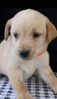 Ruger, a male Labrador Retriever for sale in Annville, KY – 6 of 10