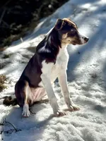 Fancy, a female Border Collie for sale in Tomahawk, WI – 2 of 4