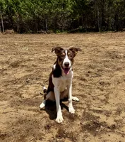 Fancy, a female Border Collie for sale in Tomahawk, WI – 3 of 4