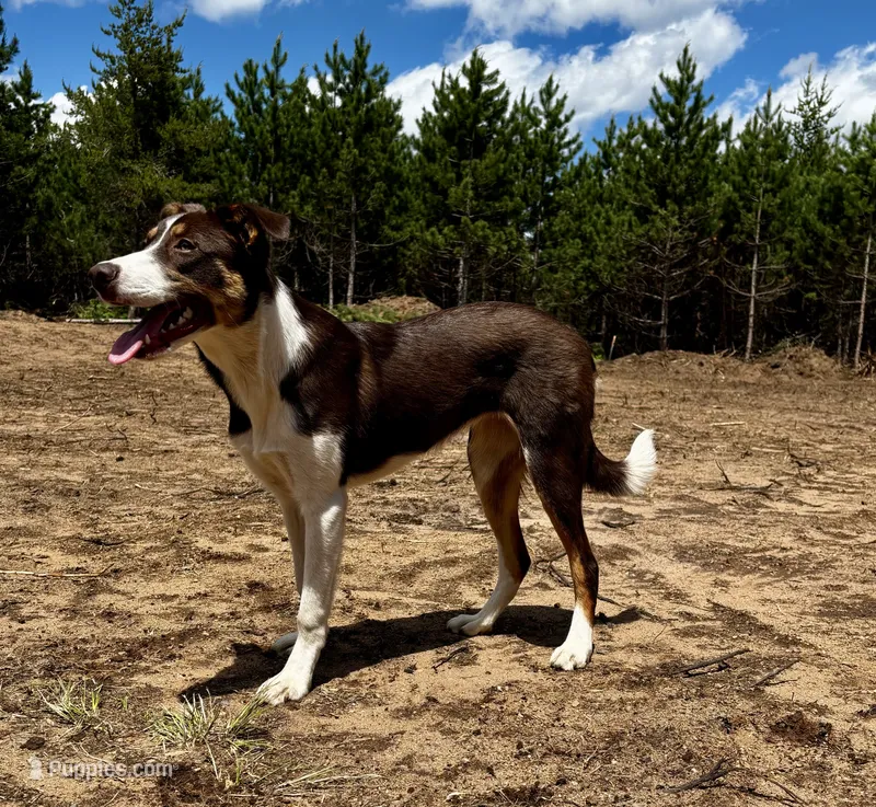 Fancy – Border Collie puppy for sale in Tomahawk, WI