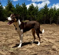 Fancy, a female Border Collie for sale in Tomahawk, WI – 1 of 4