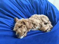 Roxy, a female Cavapoo for sale in San Diego, CA – Photo 6 of 7