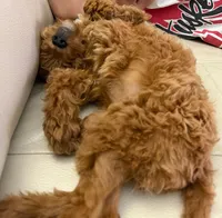 Roxy, a female Cavapoo for sale in San Diego, CA – Photo 3 of 7