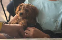 Roxy, a female Cavapoo for sale in San Diego, CA – Photo 4 of 7