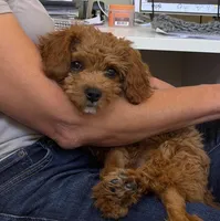 Roxy, a female Cavapoo for sale in San Diego, CA – Photo 2 of 7
