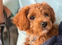 Roxy, a female Cavapoo for sale in San Diego, CA – Photo 1 of 7