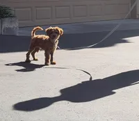 Roxy, a female Cavapoo for sale in San Diego, CA – Photo 7 of 7