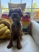 Roxy, a female Cavapoo for sale in San Diego, CA – Photo 5 of 7