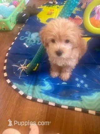 Serenity – Yorkipoo puppy for sale in Bakersfield, CA