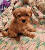 Biscuit, a male Yorkipoo for sale in Bakersfield, CA – 1 of 2
