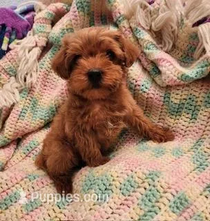 Scooby – Yorkipoo puppy for sale in Bakersfield, CA