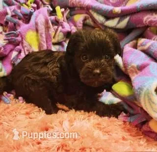 Dahlia – Yorkipoo puppy for sale in Bakersfield, CA