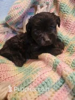 Banjo – Yorkipoo puppy for sale in Bakersfield, CA
