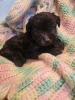 Banjo, a male Yorkipoo for sale in Bakersfield, CA – 1 of 1