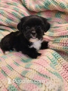 Banjo – Poodle - Toy , Mal Shi puppy for sale in Bakersfield, CA