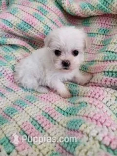 TINY Toodles – Poodle - Toy , Mal Shi puppy for sale in Bakersfield, CA