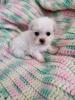 TINY Toodles, a male Poodle - Toy  and Mal Shi for sale in Bakersfield, CA – 1 of 1