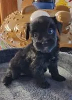 Willow, a female Yorkipoo for sale in Bakersfield, CA – Photo 1 of 2