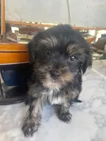 Sailor, a male Yorkipoo for sale in Bakersfield, CA – Photo 2 of 4