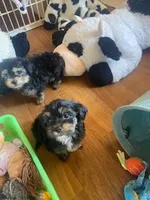 Sailor, a male Yorkipoo for sale in Bakersfield, CA – Photo 4 of 4