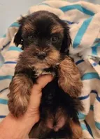 Sailor, a male Yorkipoo for sale in Bakersfield, CA – Photo 3 of 4