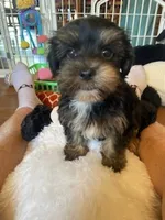 Sailor, a male Yorkipoo for sale in Bakersfield, CA – Photo 1 of 4