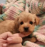 Biscuit, a male Yorkipoo for sale in Bakersfield, CA – 2 of 2