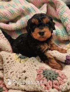 Millie, a female Yorkipoo for sale in Bakersfield, CA – Photo 1 of 1