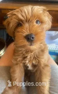 Taco – Yorkipoo puppy for sale in Bakersfield, CA