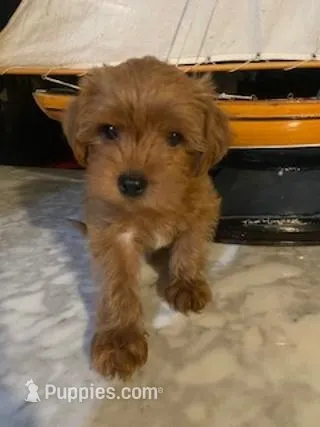 Scooby – Yorkipoo puppy for sale in Bakersfield, CA