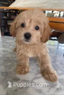 Serenity – Yorkipoo puppy for sale in Bakersfield, CA