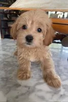 Serenity, a female Yorkipoo for sale in Bakersfield, CA – 1 of 1