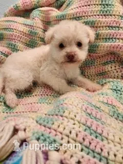 Skippy – Yorkipoo puppy for sale in Bakersfield, CA