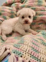 Skippy, a male Yorkipoo for sale in Bakersfield, CA – 1 of 1