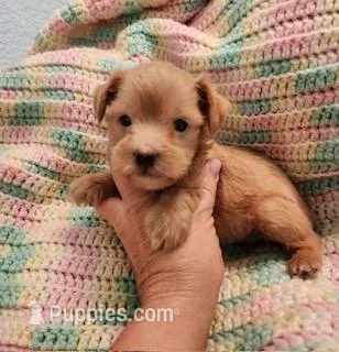 Snoop Dawg – Yorkipoo puppy for sale in Bakersfield, CA