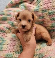 Snoop Dawg, a male Yorkipoo for sale in Bakersfield, CA – 1 of 1