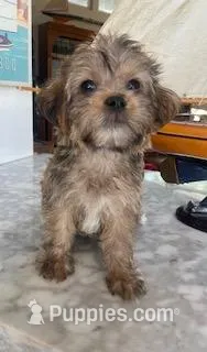 Jellybean – Yorkipoo puppy for sale in Bakersfield, CA