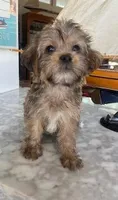 Jellybean, a female Yorkipoo for sale in Bakersfield, CA – 1 of 1