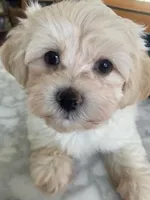 Benji, a male Poodle - Miniature  and Mal Shi for sale in Bakersfield, CA – 1 of 1