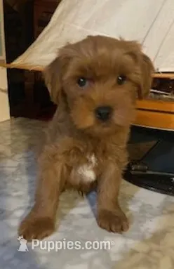 Taco – Yorkipoo puppy for sale in Bakersfield, CA