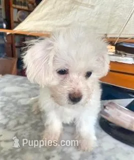 Joy – Mal Shi puppy for sale in Bakersfield, CA
