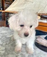 Joy, a female Poodle - Miniature  and Mal Shi for sale in Bakersfield, CA – 1 of 2