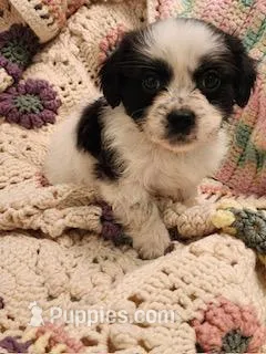 Boomer – Mal Shi puppy for sale in Bakersfield, CA