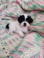 Jelly Bean, a female Poodle - Toy  and Mal Shi for sale in Bakersfield, CA – 1 of 1