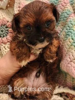 Snoop Dawg – Mal Shi puppy for sale in Bakersfield, CA