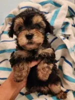 Beau, a male Yorkipoo for sale in Bakersfield, CA – Photo 2 of 4