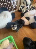 Beau, a male Yorkipoo for sale in Bakersfield, CA – Photo 3 of 4